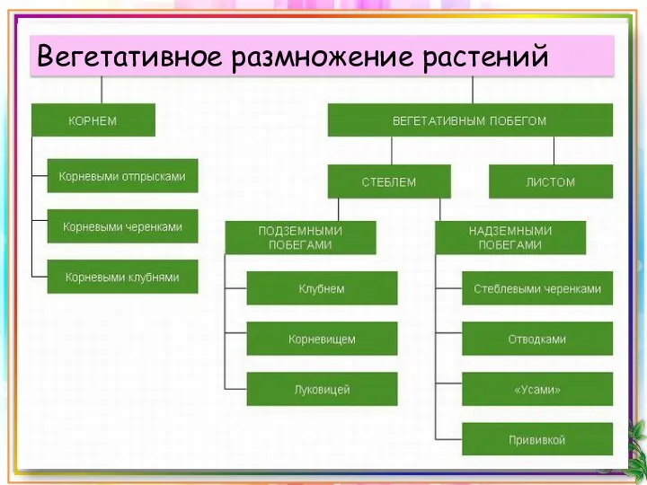 Вегетативное размножение растений