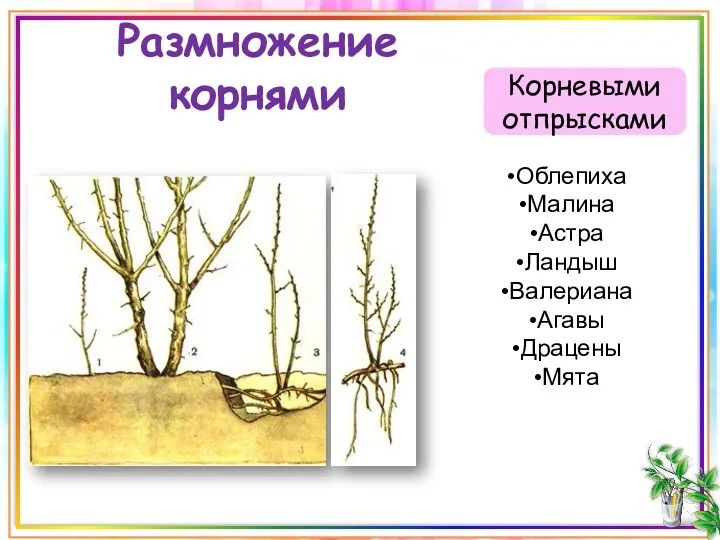 Размножение корнями Корневыми отпрысками Облепиха Малина Астра Ландыш Валериана Агавы Драцены Мята