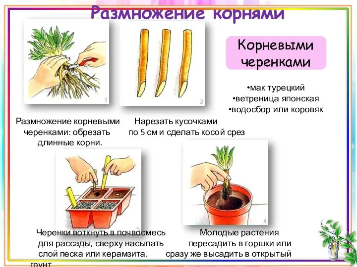 Размножение корнями Корневыми черенками Размножение корневыми Нарезать кусочками черенками: обрезать по 5 см