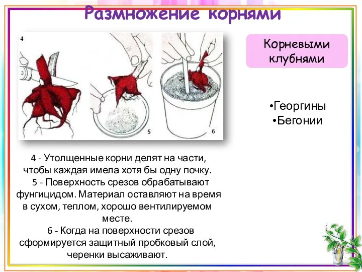 Корневыми клубнями Размножение корнями 4 - Утолщенные корни делят на части, чтобы каждая