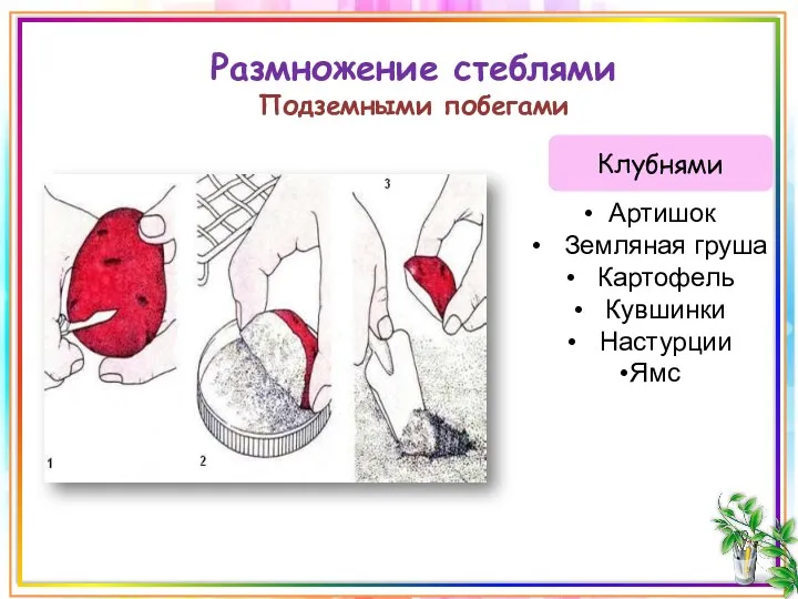 Размножение стеблями Подземными побегами Клубнями Артишок Земляная груша Картофель Кувшинки Настурции Ямс