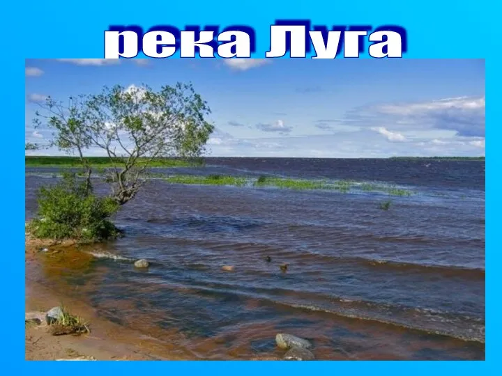 река Луга Луга – это река протекает по Ленинградской и