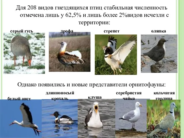 Для 208 видов гнездящихся птиц стабильная численность отмечена лишь у