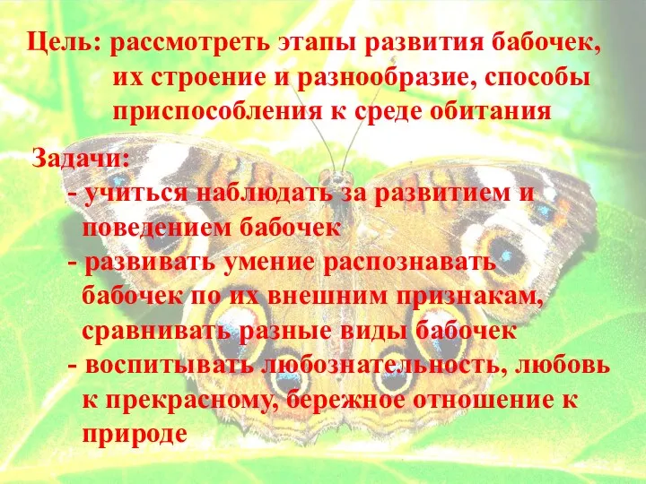 Цель: рассмотреть этапы развития бабочек, их строение и разнообразие, способы