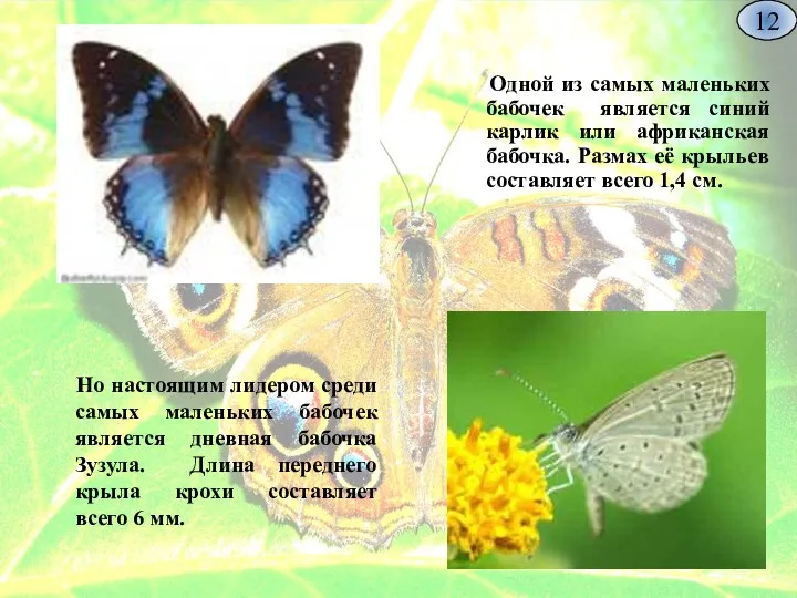 Одной из самых маленьких бабочек является синий карлик или африканская