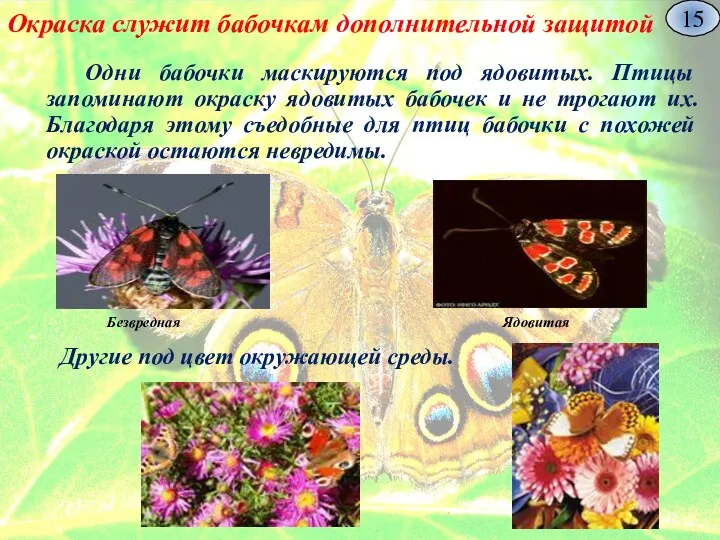 Окраска служит бабочкам дополнительной защитой Одни бабочки маскируются под ядовитых.