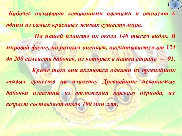 Бабочек называют летающими цветами и относят к одним из самых