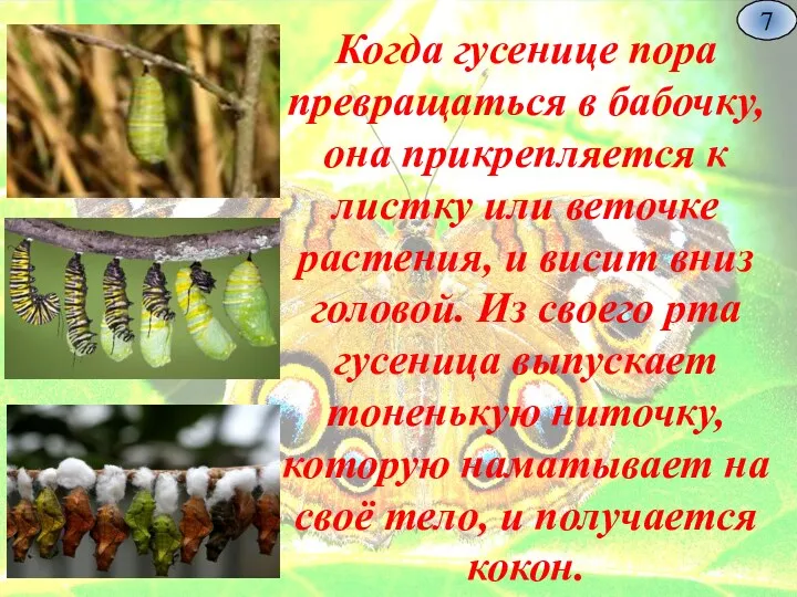 Когда гусенице пора превращаться в бабочку, она прикрепляется к листку