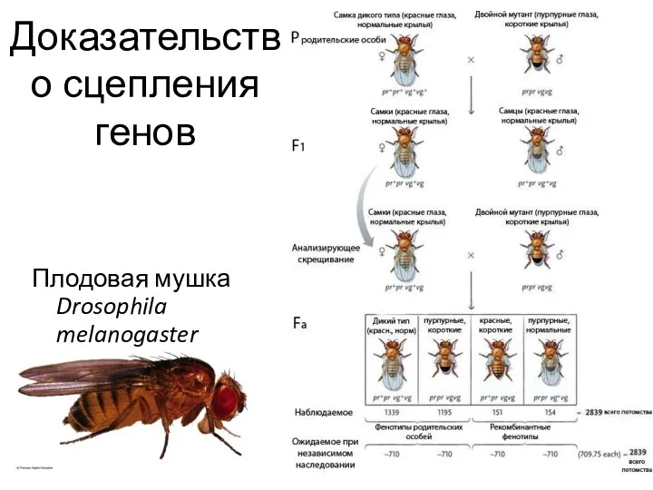 Доказательство сцепления генов Плодовая мушка Drosophila melanogaster