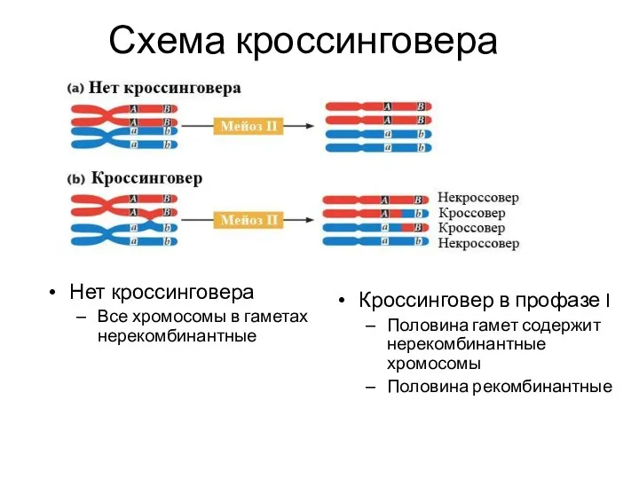 Схема кроссинговера Нет кроссинговера Все хромосомы в гаметах нерекомбинантные Кроссинговер