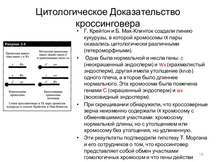 Цитологическое Доказательство кроссинговера Г. Крейтон и Б. Мак-Клинток создали линию