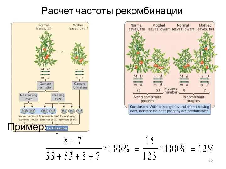 Расчет частоты рекомбинации Пример: