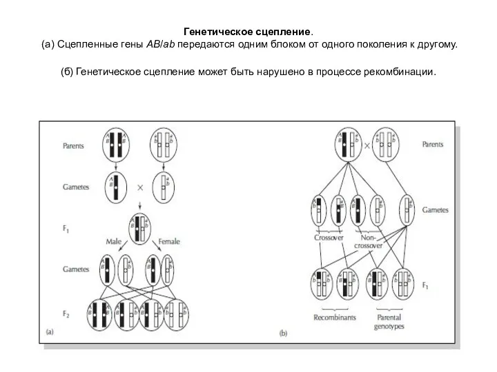 Генетическое сцепление. (а) Сцепленные гены AB/ab передаются одним блоком от