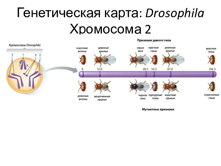 Генетическая карта: Drosophila Хромосома 2