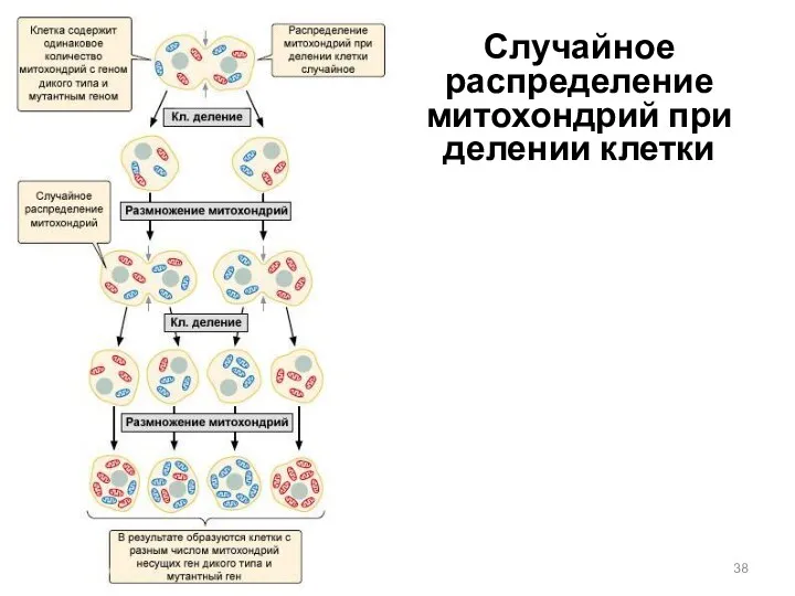 Случайное распределение митохондрий при делении клетки