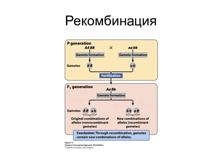 Рекомбинация