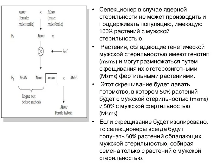 Селекционер в случае ядерной стерильности не может производить и поддерживать