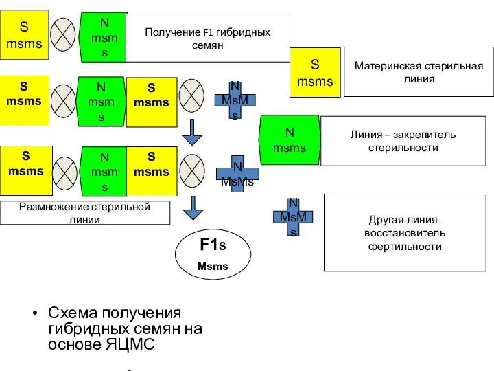 Схема получения гибридных семян на основе ЯЦМС S msms S