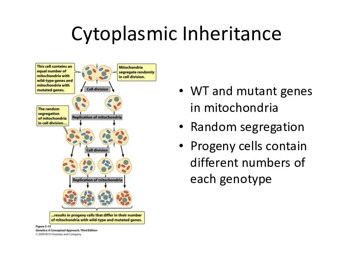 Cytoplasmic Inheritance WT and mutant genes in mitochondria Random segregation