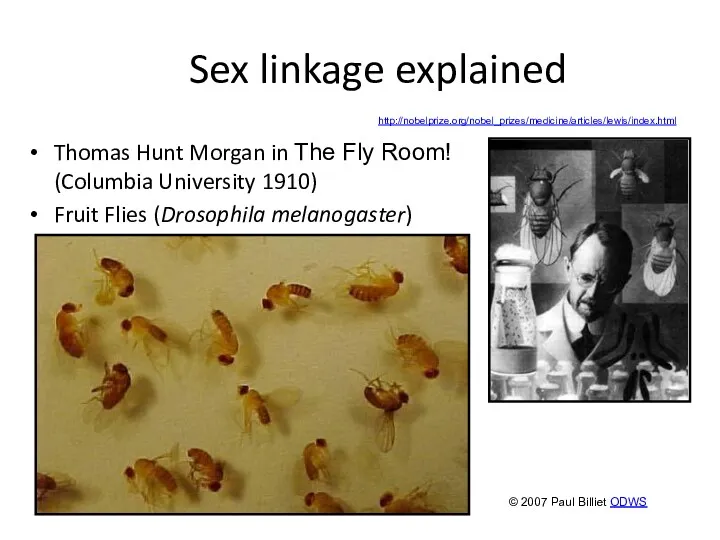 Sex linkage explained Thomas Hunt Morgan in The Fly Room!