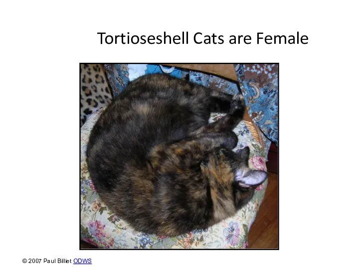 Tortioseshell Cats are Female © 2007 Paul Billiet ODWS