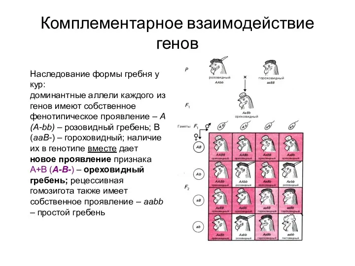 Комплементарное взаимодействие генов Наследование формы гребня у кур: доминантные аллели