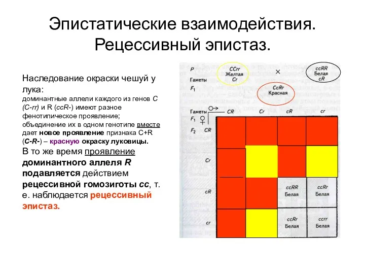 Эпистатические взаимодействия. Рецессивный эпистаз. Наследование окраски чешуй у лука: доминантные