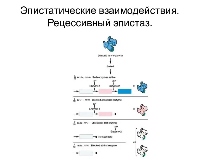 Эпистатические взаимодействия. Рецессивный эпистаз.