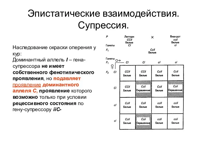 Эпистатические взаимодействия. Супрессия. Наследование окраски оперения у кур: Доминантный аллель