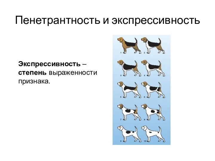 Пенетрантность и экспрессивность Экспрессивность – степень выраженности признака.