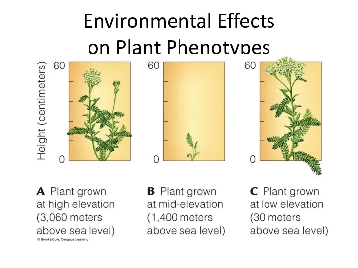 Environmental Effects on Plant Phenotypes