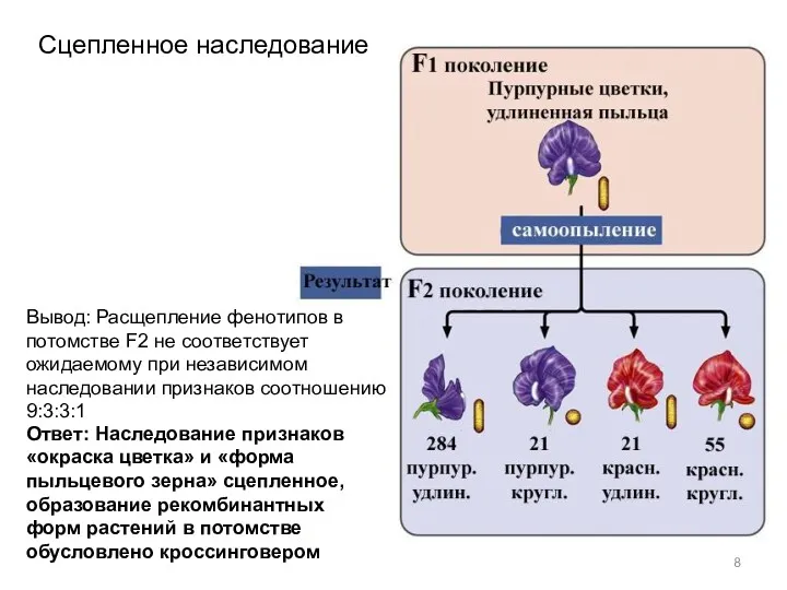 Сцепленное наследование Вывод: Расщепление фенотипов в потомстве F2 не соответствует