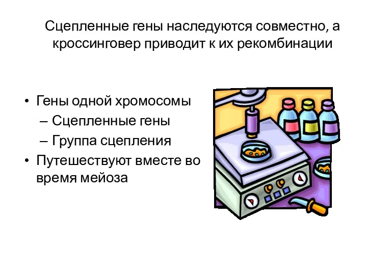 Сцепленные гены наследуются совместно, а кроссинговер приводит к их рекомбинации