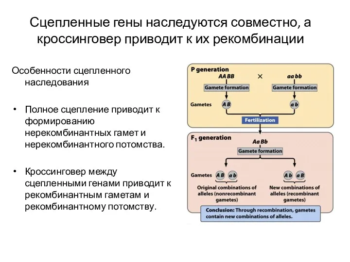 Особенности сцепленного наследования Полное сцепление приводит к формированию нерекомбинантных гамет