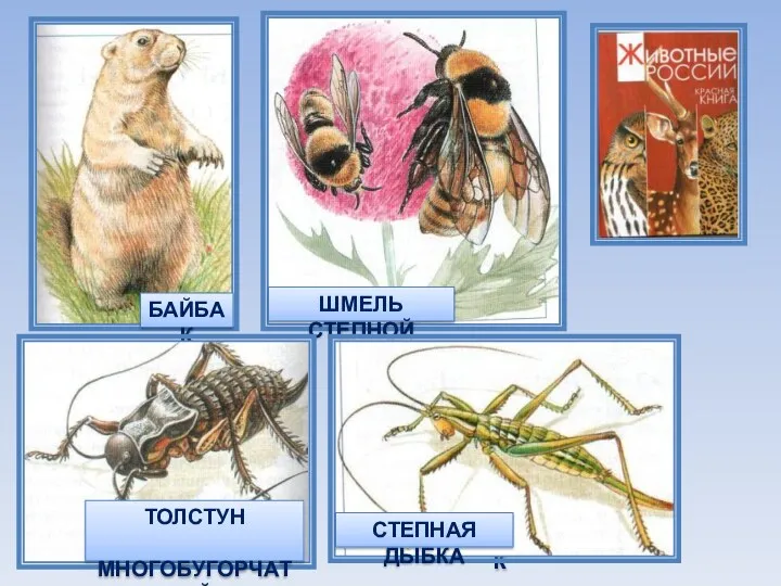 ТЮВИК БАЙБАК ШМЕЛЬ СТЕПНОЙ ТОЛСТУН МНОГОБУГОРЧАТЫЙ СТЕПНАЯ ДЫБКА