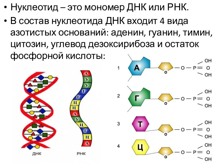 Нуклеотид – это мономер ДНК или РНК. В состав нуклеотида