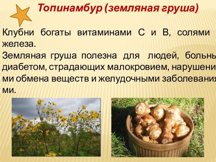 Топинамбур (земляная груша) Клубни богаты витаминами С и В, солями