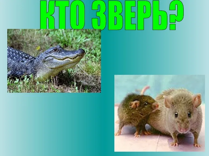 КТО ЗВЕРЬ?