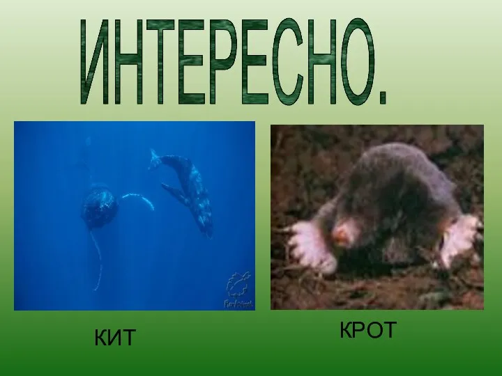 ИНТЕРЕСНО. КИТ КРОТ