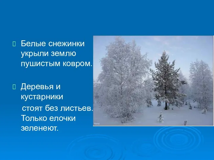 Белые снежинки укрыли землю пушистым ковром. Деревья и кустарники стоят без листьев. Только елочки зеленеют.