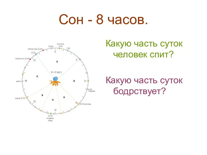 Сон - 8 часов. Какую часть суток человек спит? Какую часть суток бодрствует?