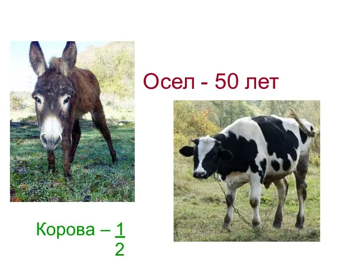 Осел - 50 лет Корова – 1 2