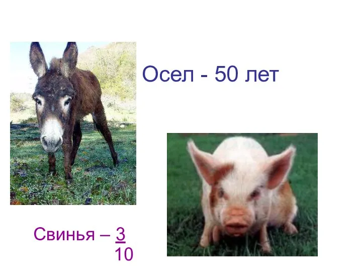 Осел - 50 лет Свинья – 3 10