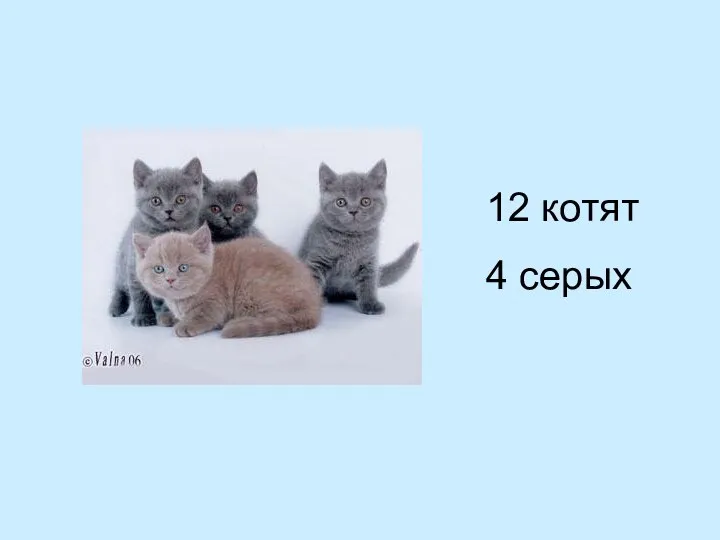 12 котят 4 серых