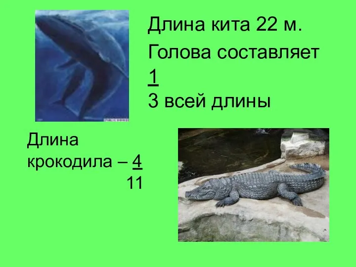 Длина кита 22 м. Голова составляет 1 3 всей длины Длина крокодила – 4 11