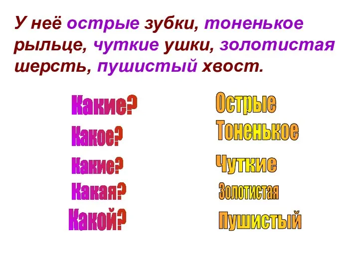 У неё острые зубки, тоненькое рыльце, чуткие ушки, золотистая шерсть,