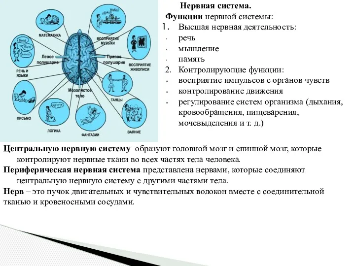 Центральную нервную систему образуют головной мозг и спинной мозг, которые