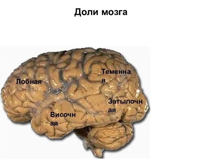 Доли мозга Лобная Теменная Затылочная Височная