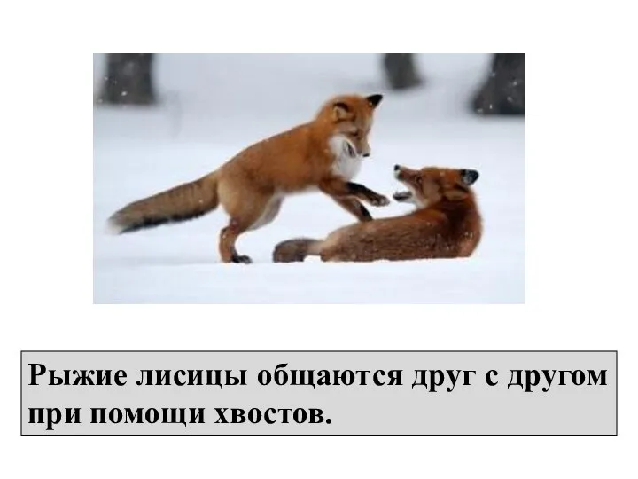Рыжие лисицы общаются друг с другом при помощи хвостов.