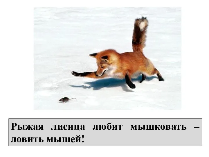 Рыжая лисица любит мышковать – ловить мышей!